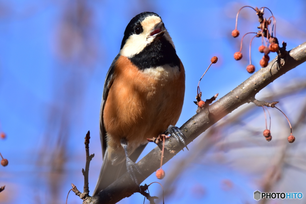 マユミとヤマガラ