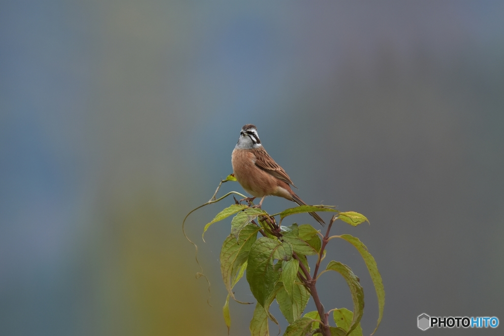 僕も綺麗に撮ってね
