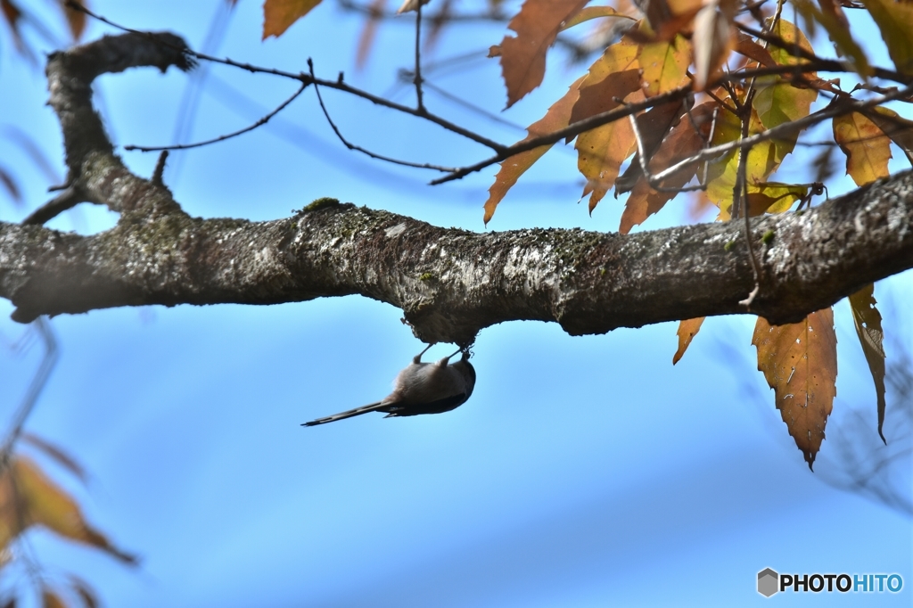 軽業師のように
