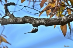 軽業師のように