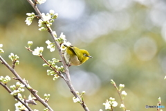 花の香りに誘われて