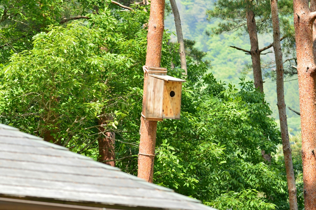 大きな巣箱！