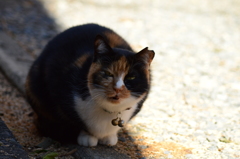 待機する猫