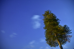 仄見ゆ春の星
