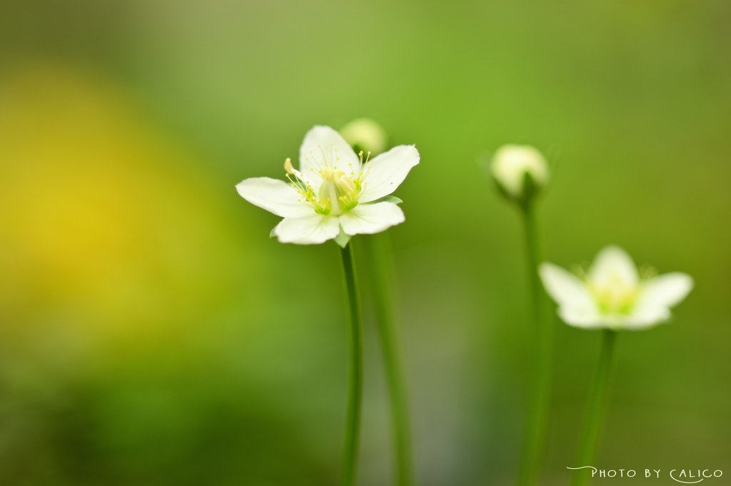 梅花草の季節