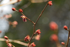 芽吹き