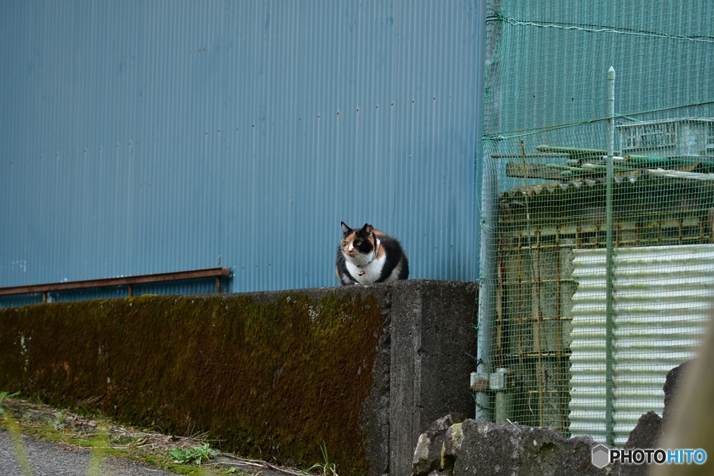 どこに行くニャ？
