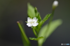 名も知らぬ花