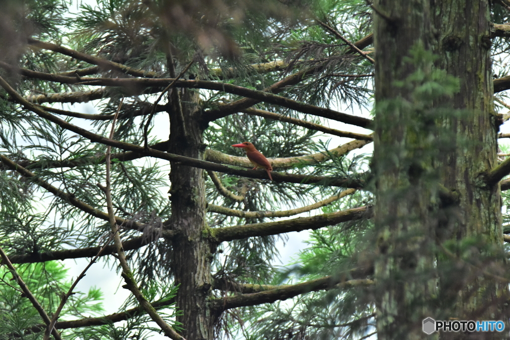火の鳥に出会う