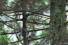 火の鳥に出会う