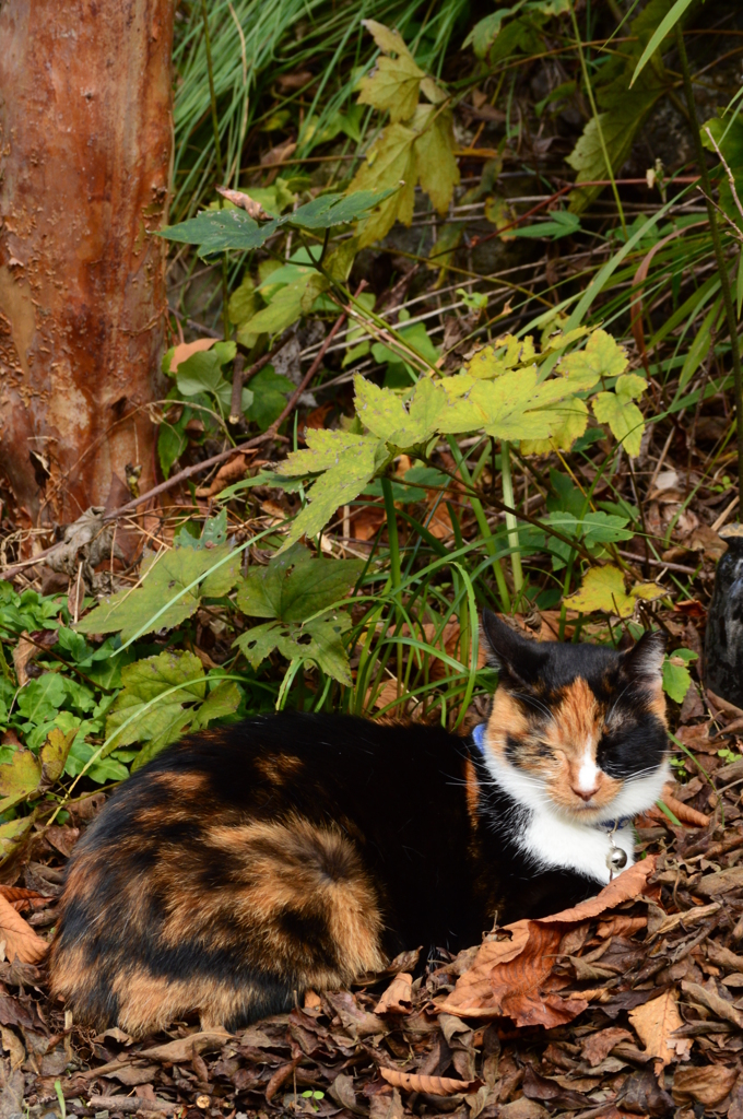 木陰と枯葉のクッション