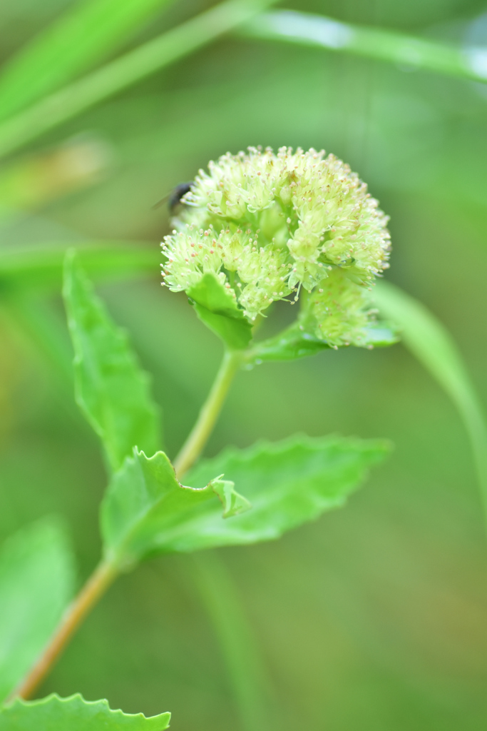 北岳に咲く花 〜ミツバベンケイソウ〜