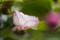最初の一花 Ⅰ
