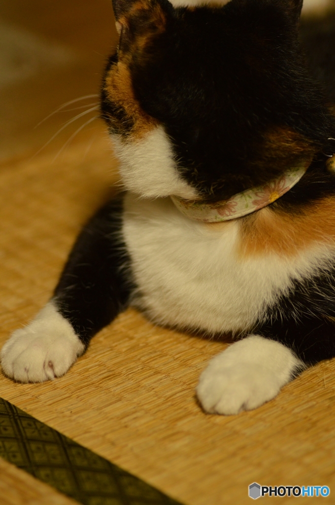 誰か～ 畳が替え時ですニャよ～