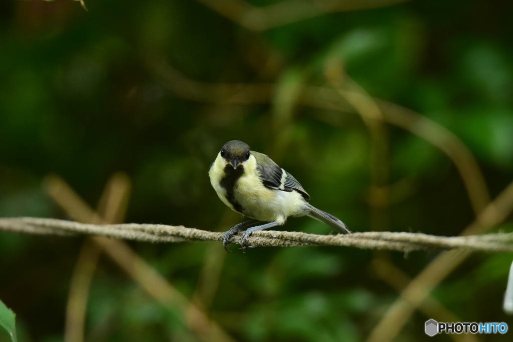 あきらめないシジュウカラ