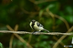 あきらめないシジュウカラ あきらめないシジュウカラ