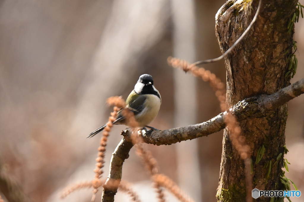 山葵田のシジュウカラ