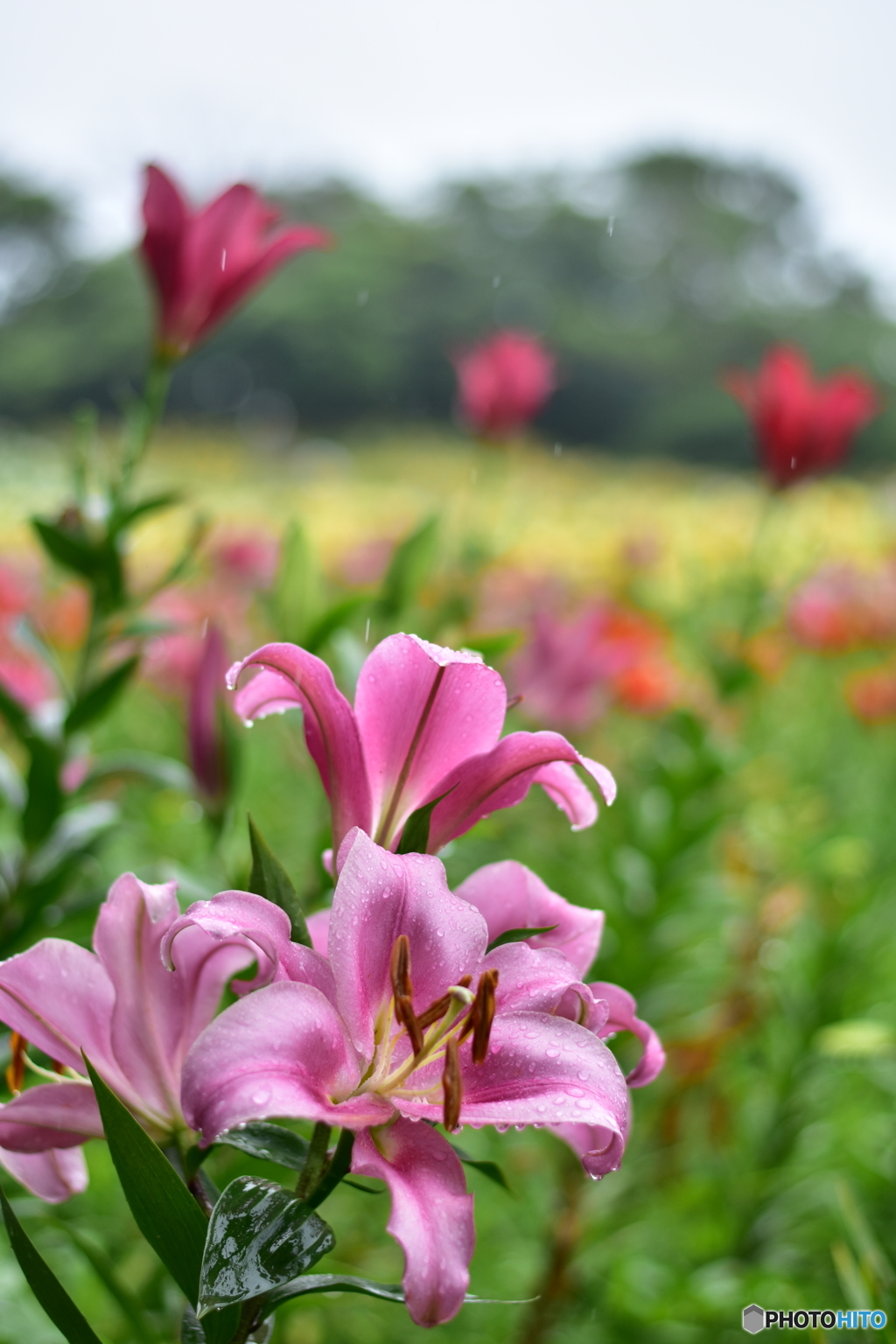 催花雨と百合の花