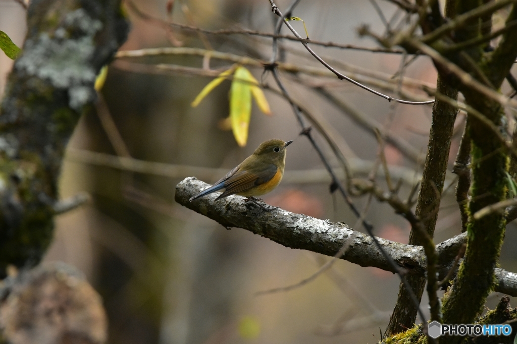 騒がしいから来たよ