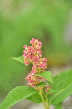 北岳に咲く花 〜オンタデ～