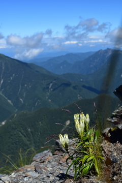 北岳の秋を告げる花