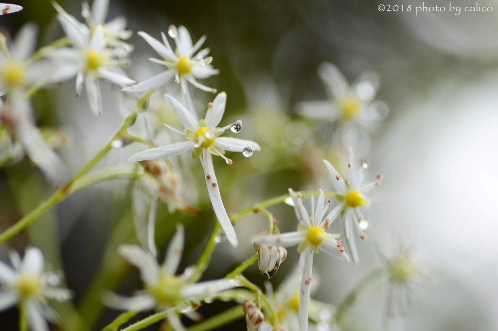 雫の中に大の字