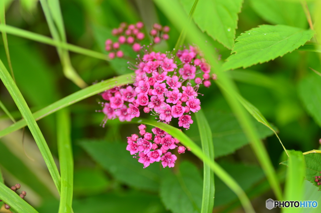 亜高山の草花達 Ⅰ