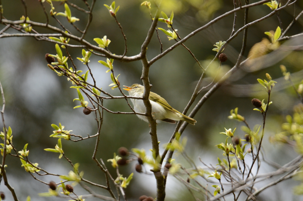 鶯色のセンダイムシクイ