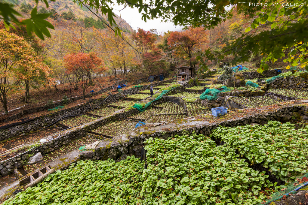 山葵田秋景 Ⅲ