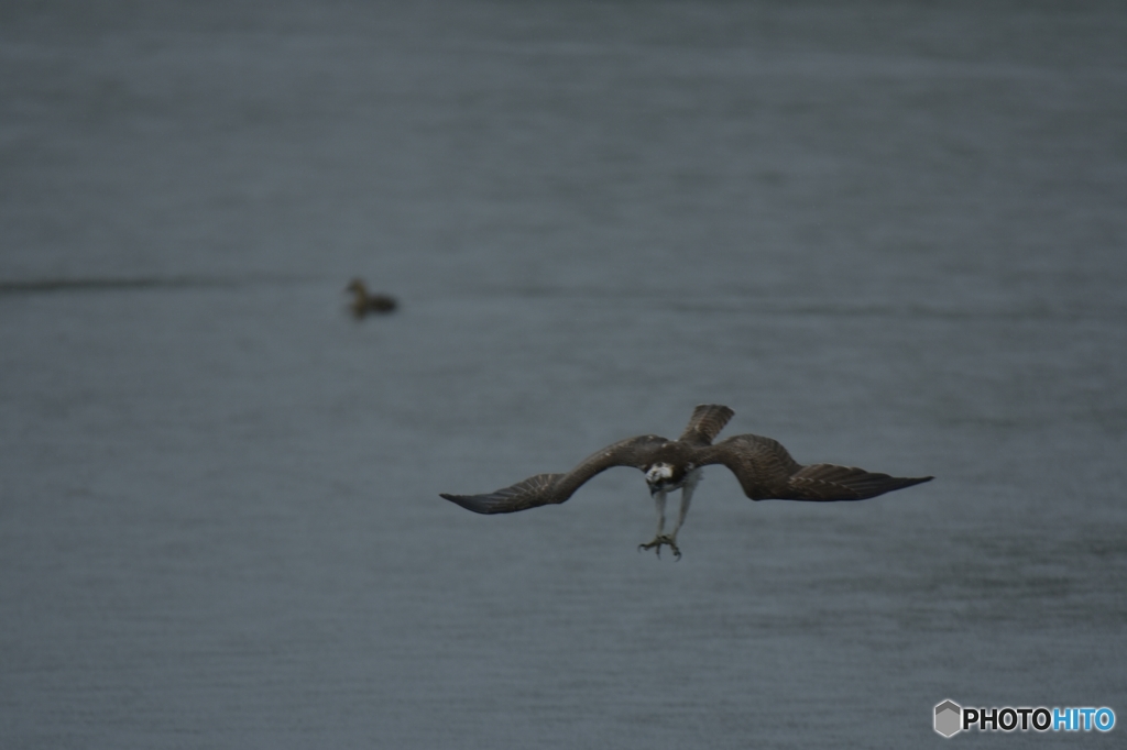 捕まえるぞ～！