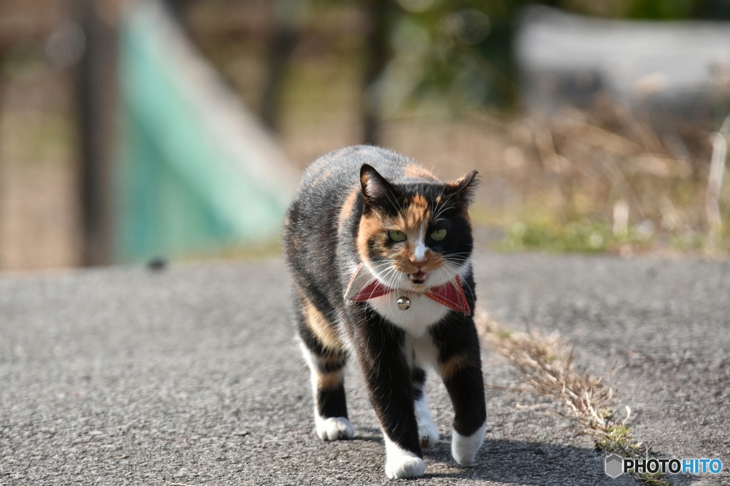 一緒に帰るニャ