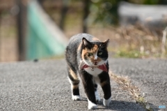 一緒に帰るニャ
