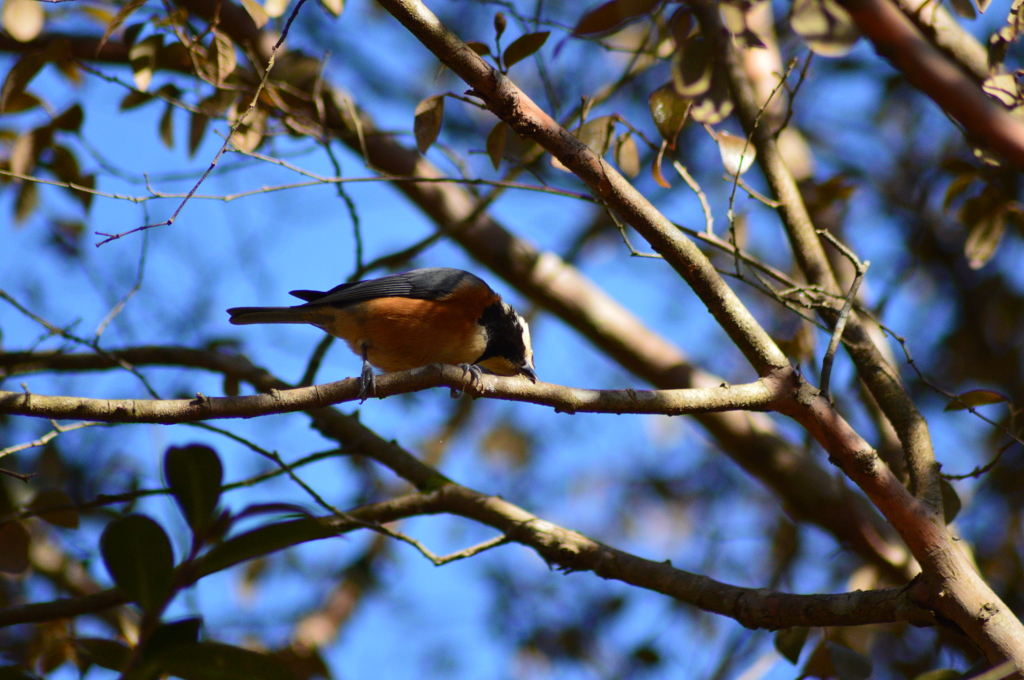 おそうじ おそうじ♪