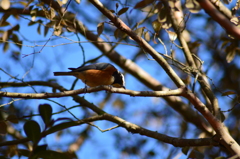 おそうじ おそうじ♪