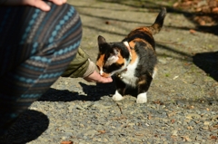 おやつを貰う猫