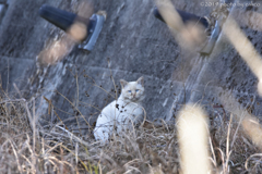 新顔さん