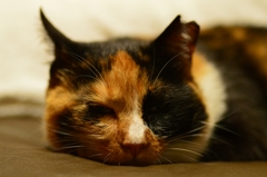 眠いニャ･･･