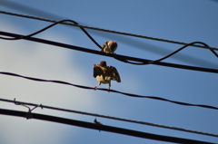 雀のプロポーズ