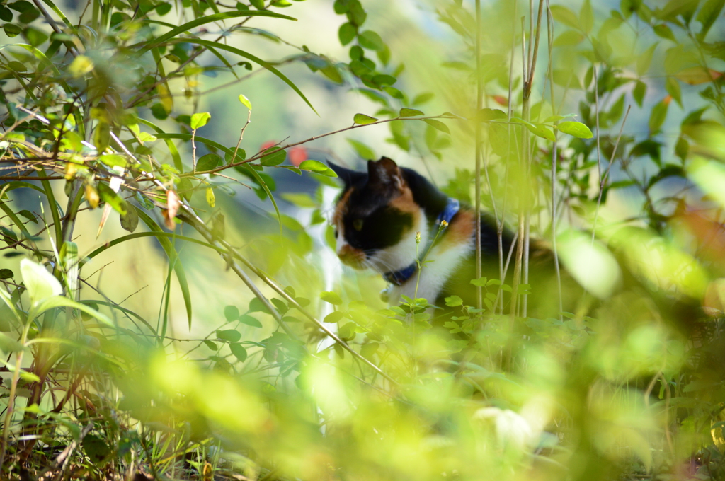 緑の中のミーコ