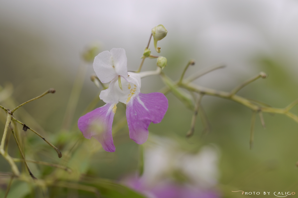 花釣舟草