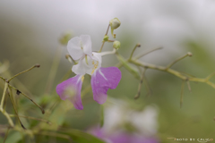 花釣舟草