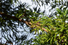 キクちゃん移動中