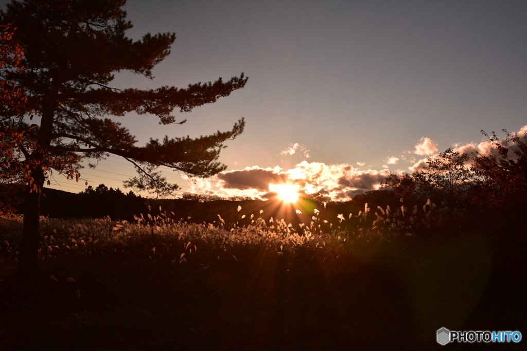 秋の夕日に照る薄