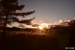 秋の夕日に照る薄