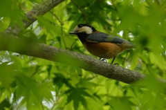 我が子のために