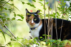 通りすがりの三毛猫