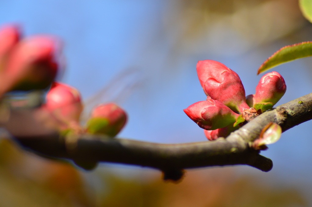 開花の間近の木瓜
