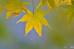 黄紅葉