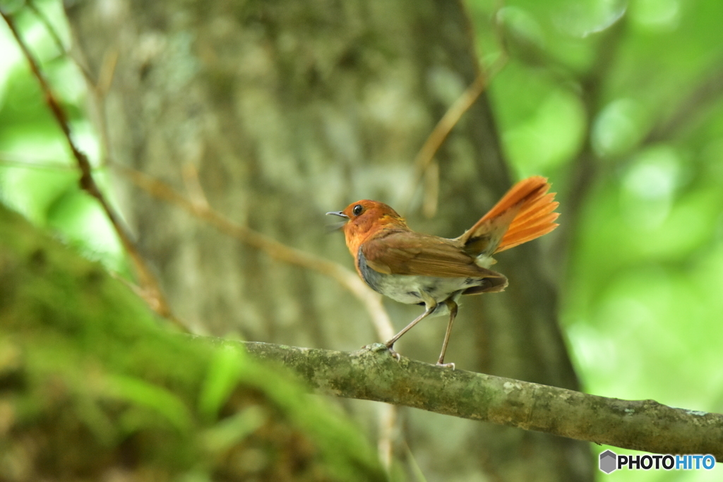 Japanese robin Ⅱ