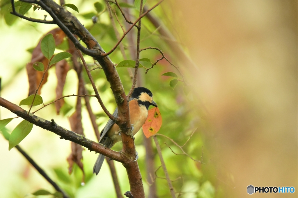 ど～しようかな～♪